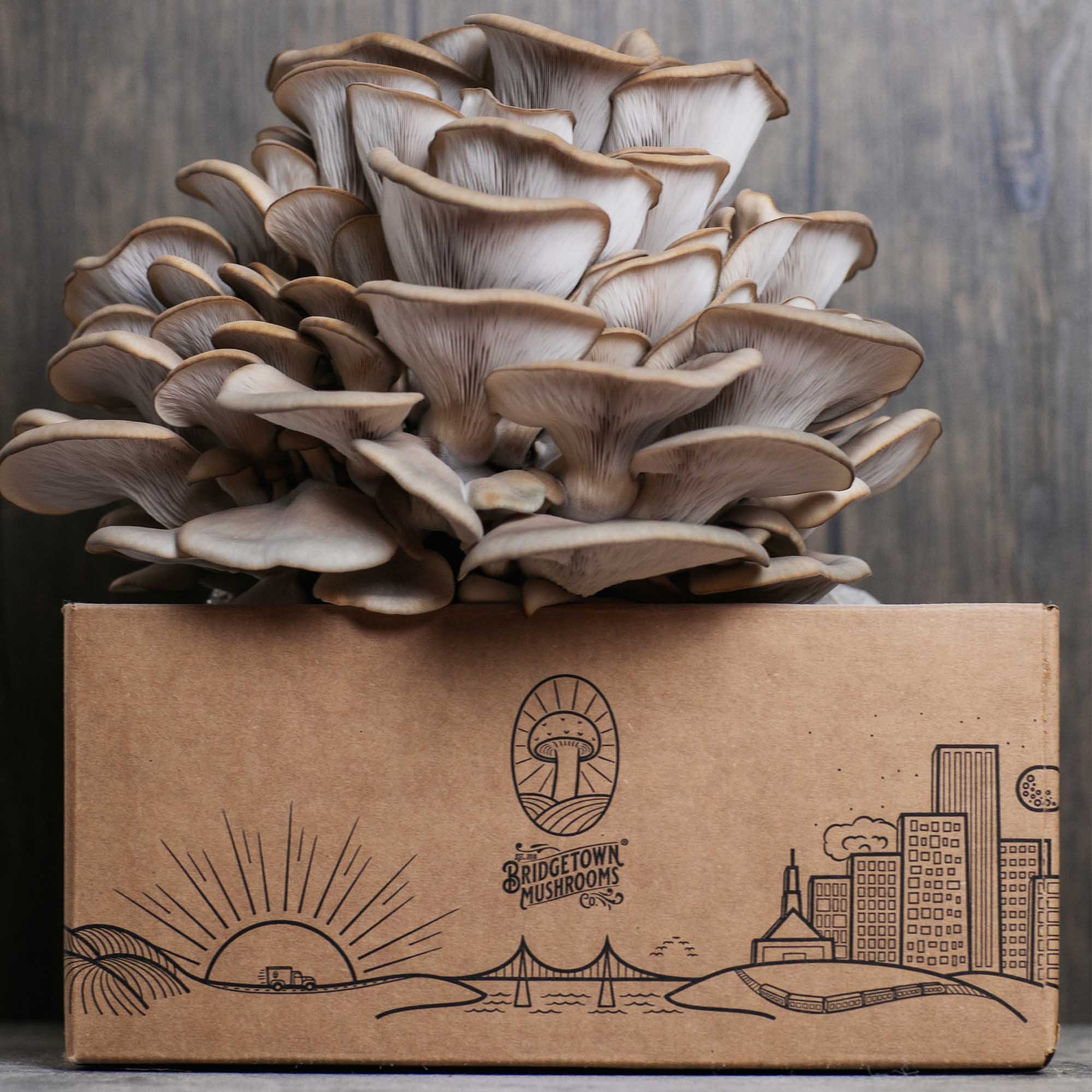 Lions Mane & Blue Oyster Mushroom Grow Kits
