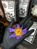 Whole Blue Lotus Flowers