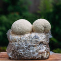 Lions Mane & Blue Oyster Mushroom Grow Kits